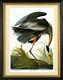 Audubon Great Blue Heron 30x44 Audubon Fine Art Print Hand Numbered Edition
