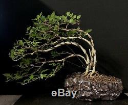 Bonsai Tree Japanese Musk Maple Wind Swept 11 1/4 Tall, High Fired Signed Pot