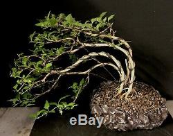 Bonsai Tree Japanese Musk Maple Wind Swept 11 1/4 Tall, High Fired Signed Pot