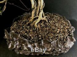 Bonsai Tree Japanese Musk Maple Wind Swept 11 1/4 Tall, High Fired Signed Pot