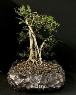 Bonsai Tree Japanese Musk Maple Wind Swept 11 1/4 Tall, High Fired Signed Pot