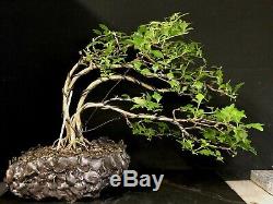 Bonsai Tree Japanese Musk Maple Wind Swept 11 1/4 Tall, High Fired Signed Pot