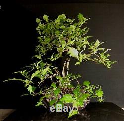 Bonsai Tree Japanese Musk Maple Wind Swept 11 1/4 Tall, High Fired Signed Pot