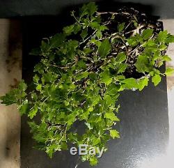 Bonsai Tree Japanese Musk Maple Wind Swept 11 1/4 Tall, High Fired Signed Pot