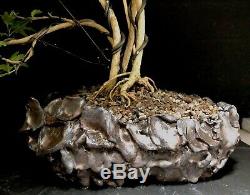 Bonsai Tree Japanese Musk Maple Wind Swept 11 1/4 Tall, High Fired Signed Pot